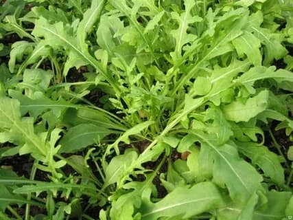 تصویر 2 از سبزی آش شیرازی آماده مصرف با طعم اصیل محلی